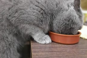 Чем кормить шотландскую кошку