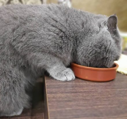 Чем кормить шотландскую кошку