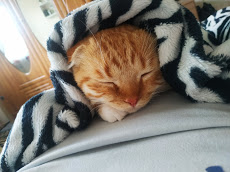 Кот греется под одеялом
