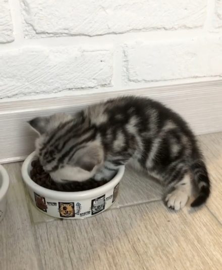 Чем кормить шотландского вислоухого котенка