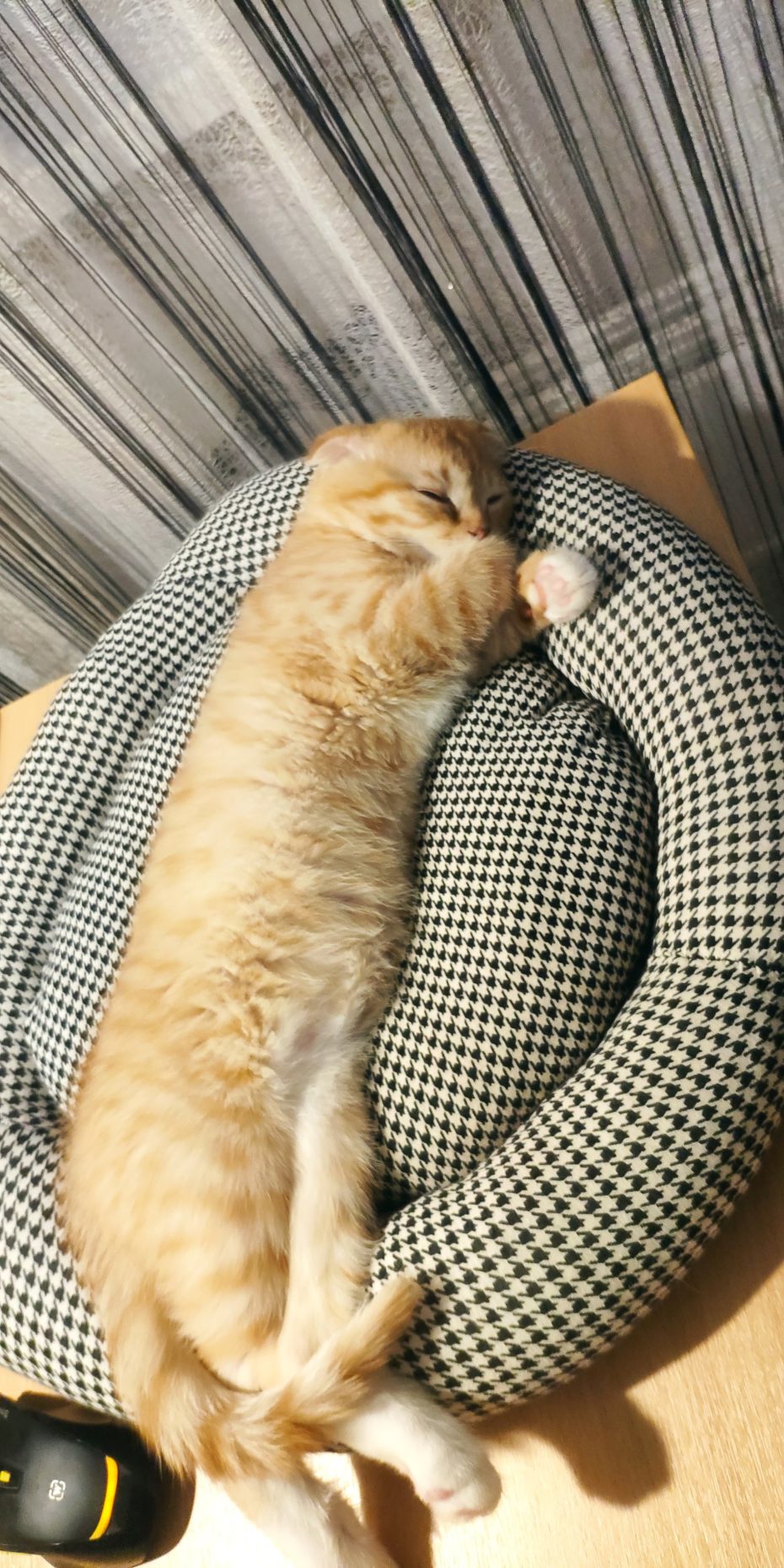 котик спит