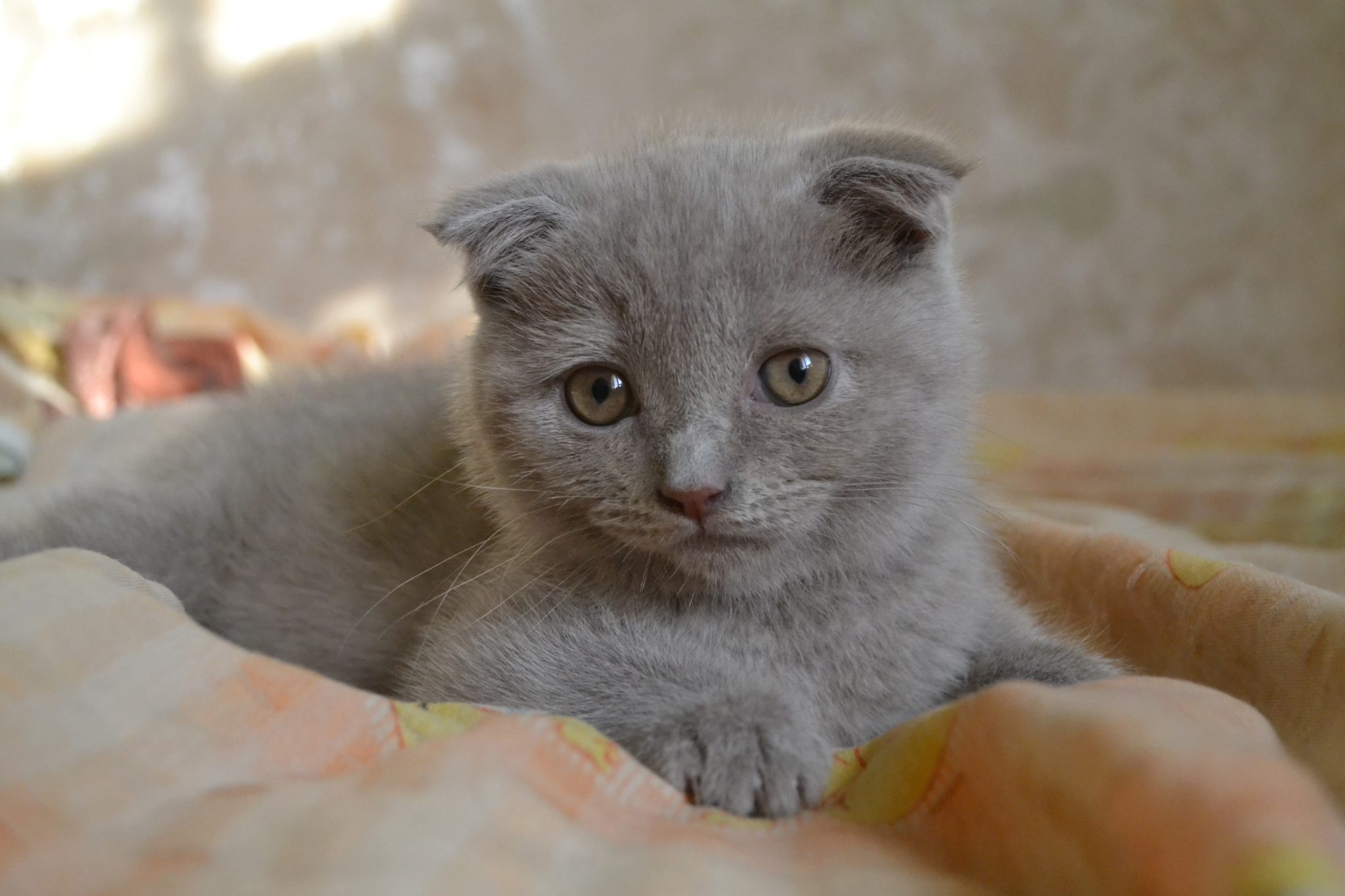 Кот шотландский обои на рабочий стол