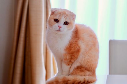 Скоттиш-фолд кошка