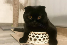 Черные шотландские вислоухие котята. Фото