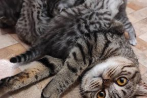 Беременность шотландской кошки: что необходимо знать владельцу