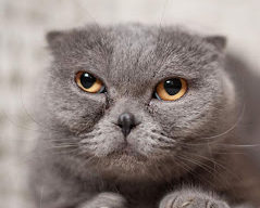 Остеохондродисплазия шотландских вислоухих кошек