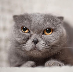 Остеохондродисплазия шотландских вислоухих кошек