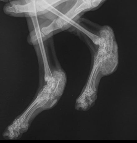 Рентген при ОХД