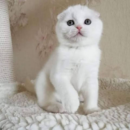 шотландская вислоухая кошка белая