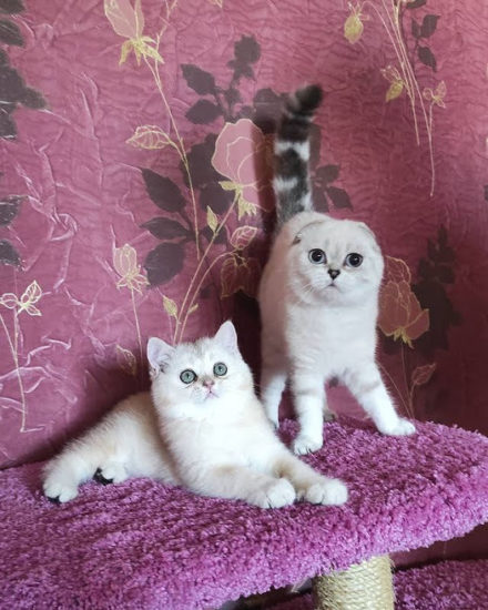 Шотландская пара кошек