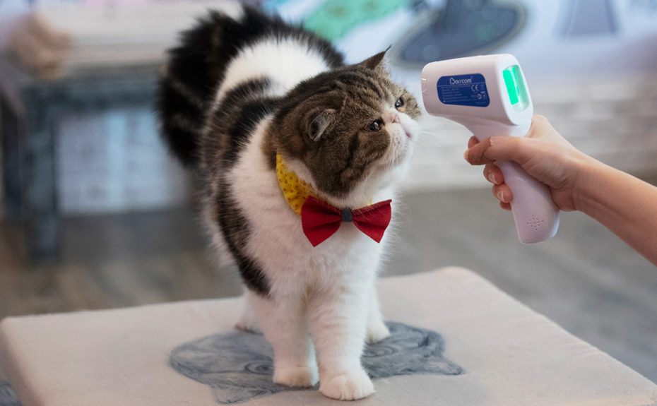Измерение температуры у кошки