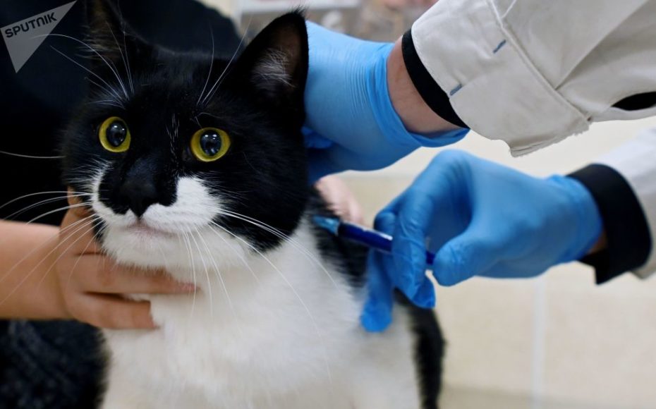 Лечение коронавируса у кошек