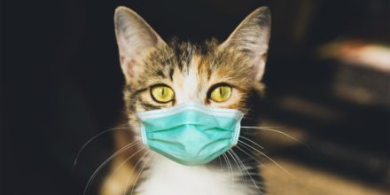 Коронавирус у кошек: лечение, симптомы и признаки