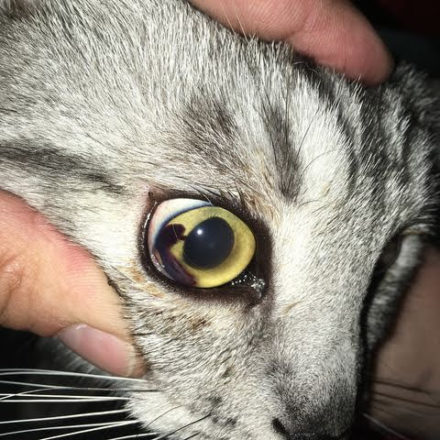 Травма глаза у кошки