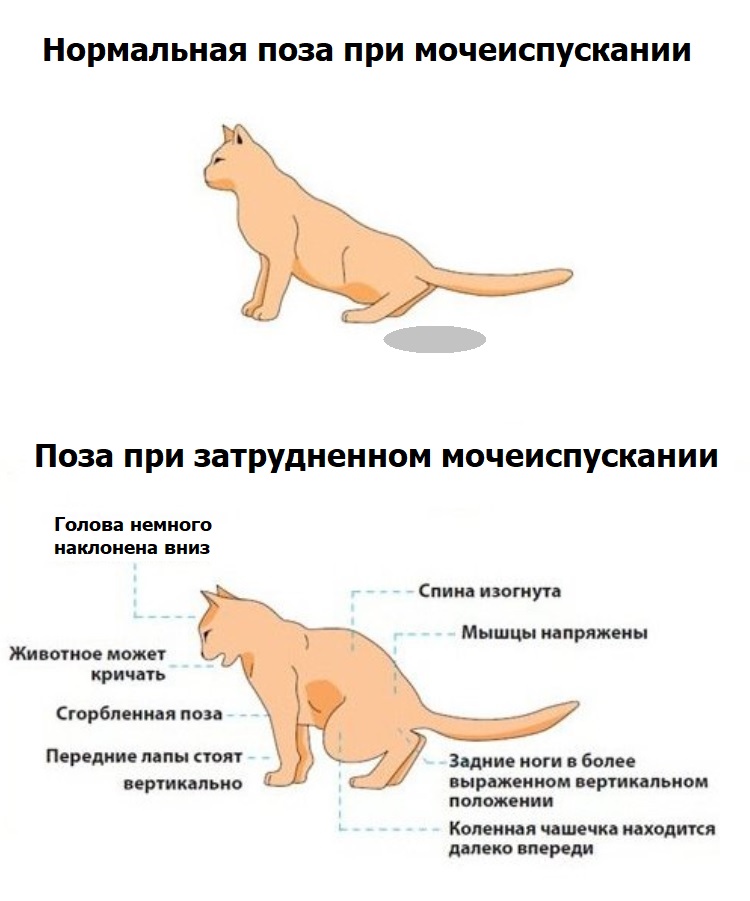 Мочевой у кота