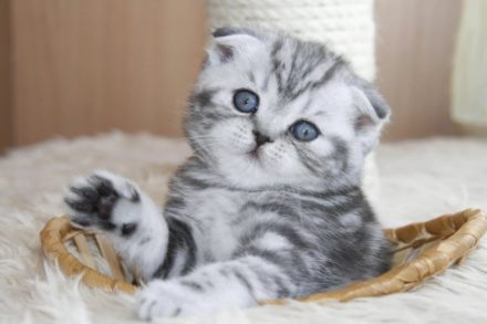 Голубоглазый котенок скоттиш-фолд