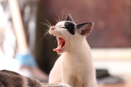 Выпадают ли зубы у котят