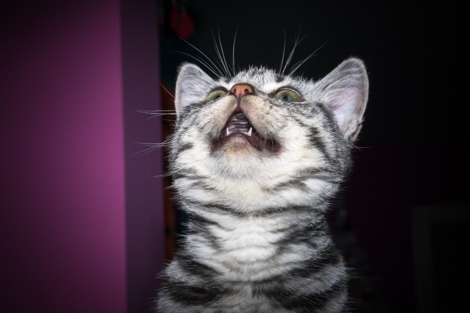У котенка зубы