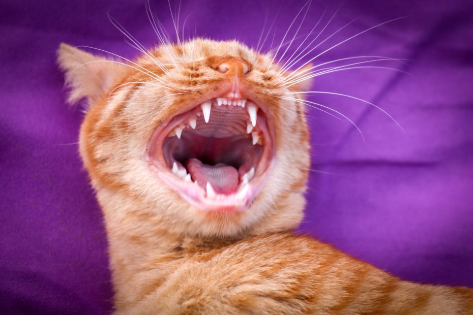 Зубы у котят меняются