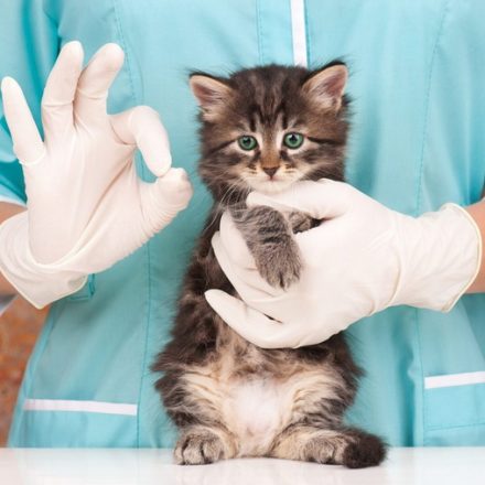 Кошка у ветеринара: правильное обращение и фиксация