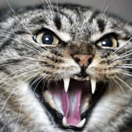 Может ли шотландская кошка быть злой?
