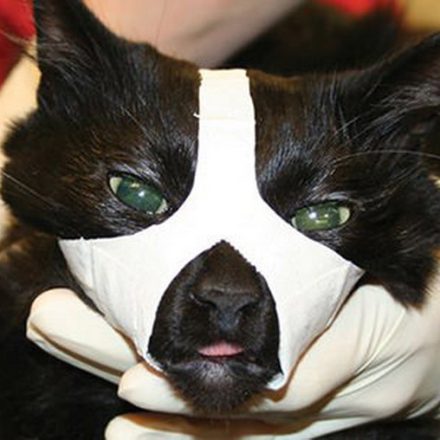 Травмы у кошек: симптомы и лечение