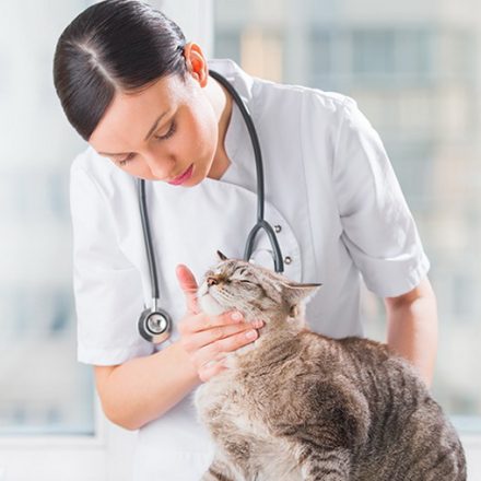Сердечно-сосудистые заболевания у кошек