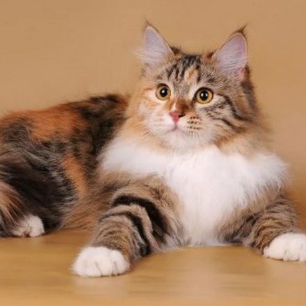 Окрас кошек арлекин: характеристики внешности