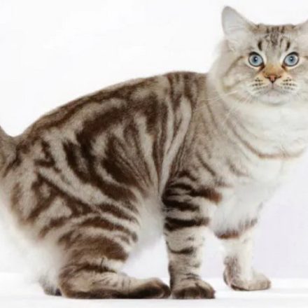 Хвост – показатель здоровья шотландской кошки