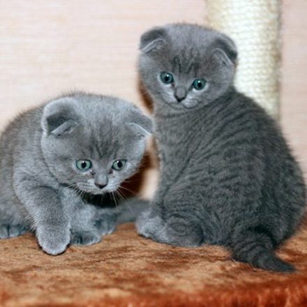 Размеры шотландских котов и кошек