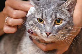 Как чистить уши шотландским кошкам