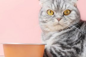 Почему шотландская кошка плохо ест